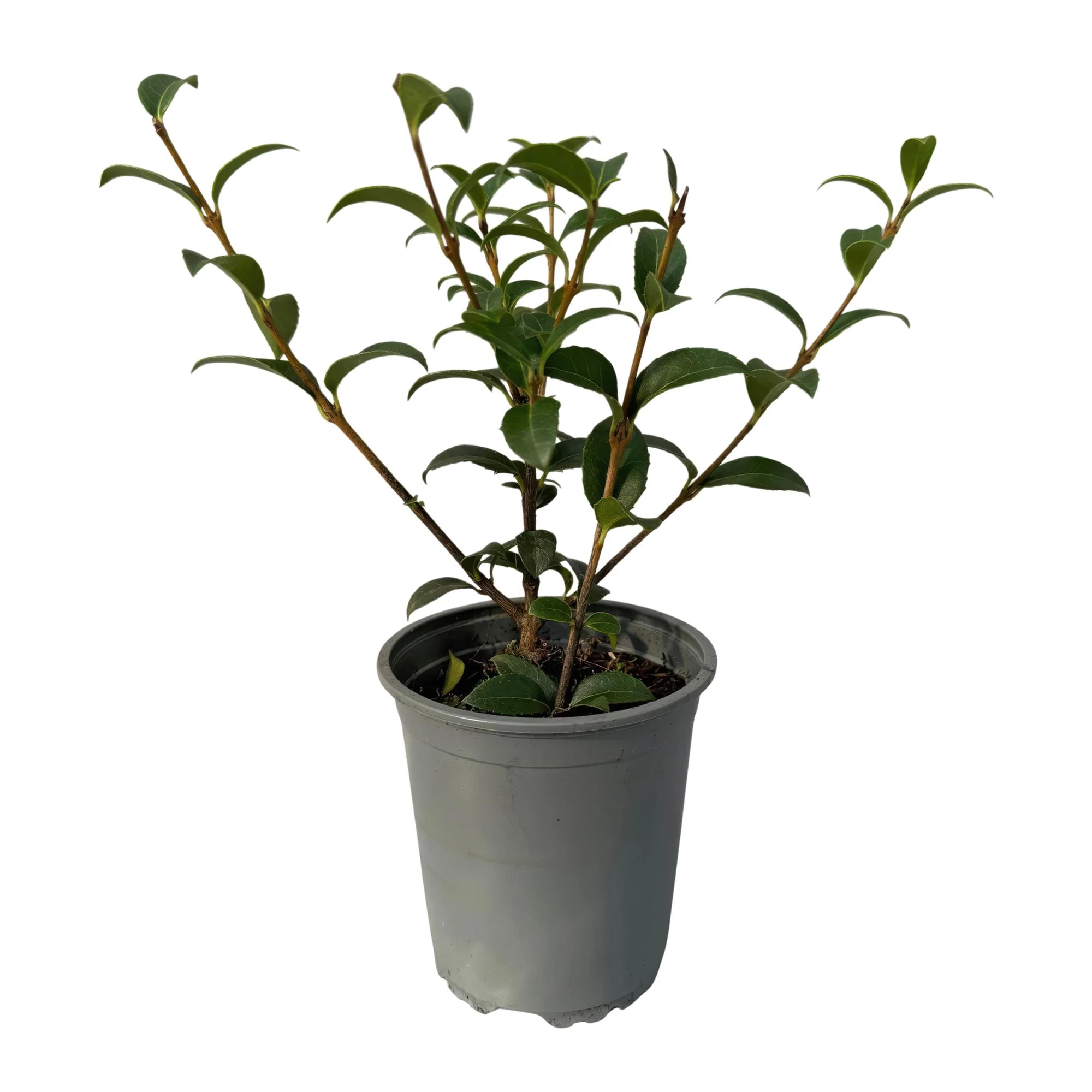 8 x Frühlingsduftblüte - Osmathus burkwoodii | 8 Pflanzen - 1 laufender Meter | Topf 9cm - Höhe 25-30cm