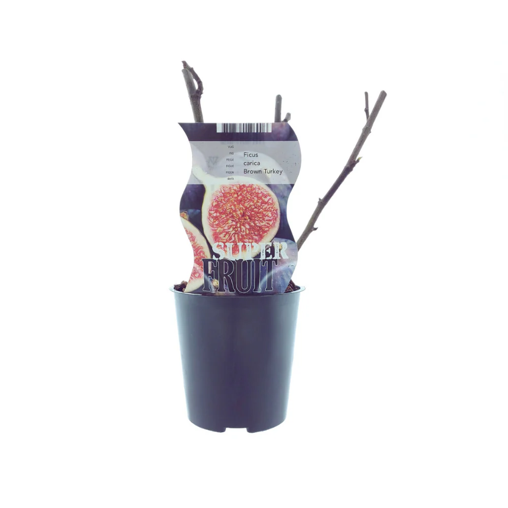 Pfälzer Fruchtfeige - Ficus Brown Turkey (Feige) | Ø12cm | 30cm