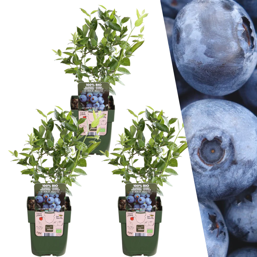 3x Heidelbeerpflanzen Blaubeere – Vaccinium corymbosum | 20 cm | Topf Ø13 cm