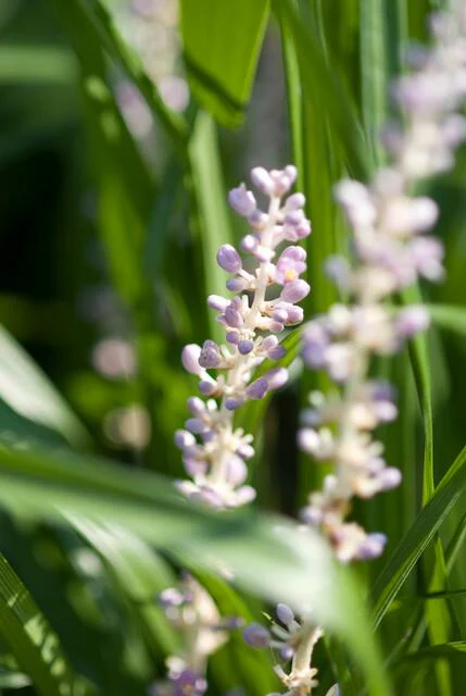 48x Traubenlilie - Liriope muscari 'Monroe White' | 10-25cm | Ø9cm