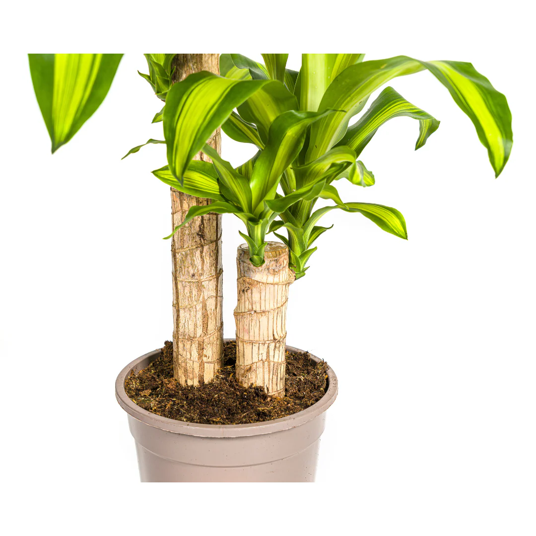 Duftender Drachenbaum - Dracaena Fragrans Massangeana | 70 - 90cm |  Ø19cm