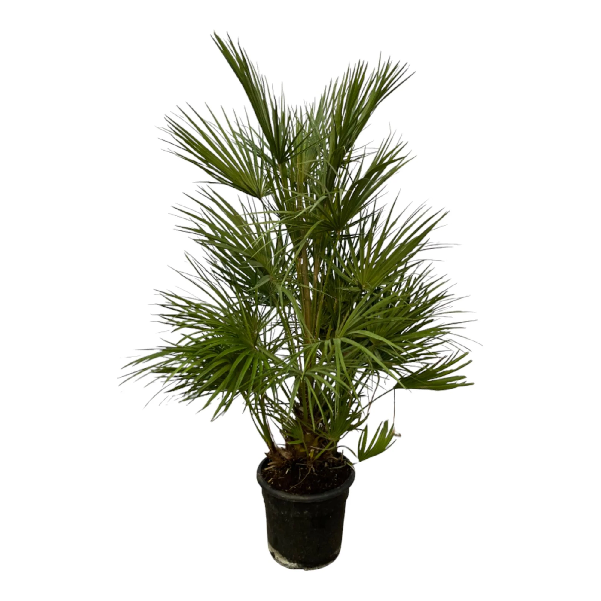 Europäische Zwergpalme - Chamaerops Humilis | 130 cm | Ø24cm