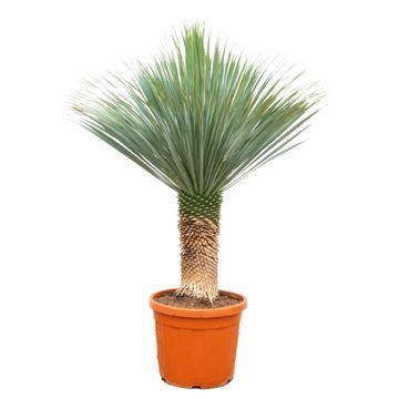 Yucca Rostrata - Beaked Yucca | 140 - 160cm | Ø55