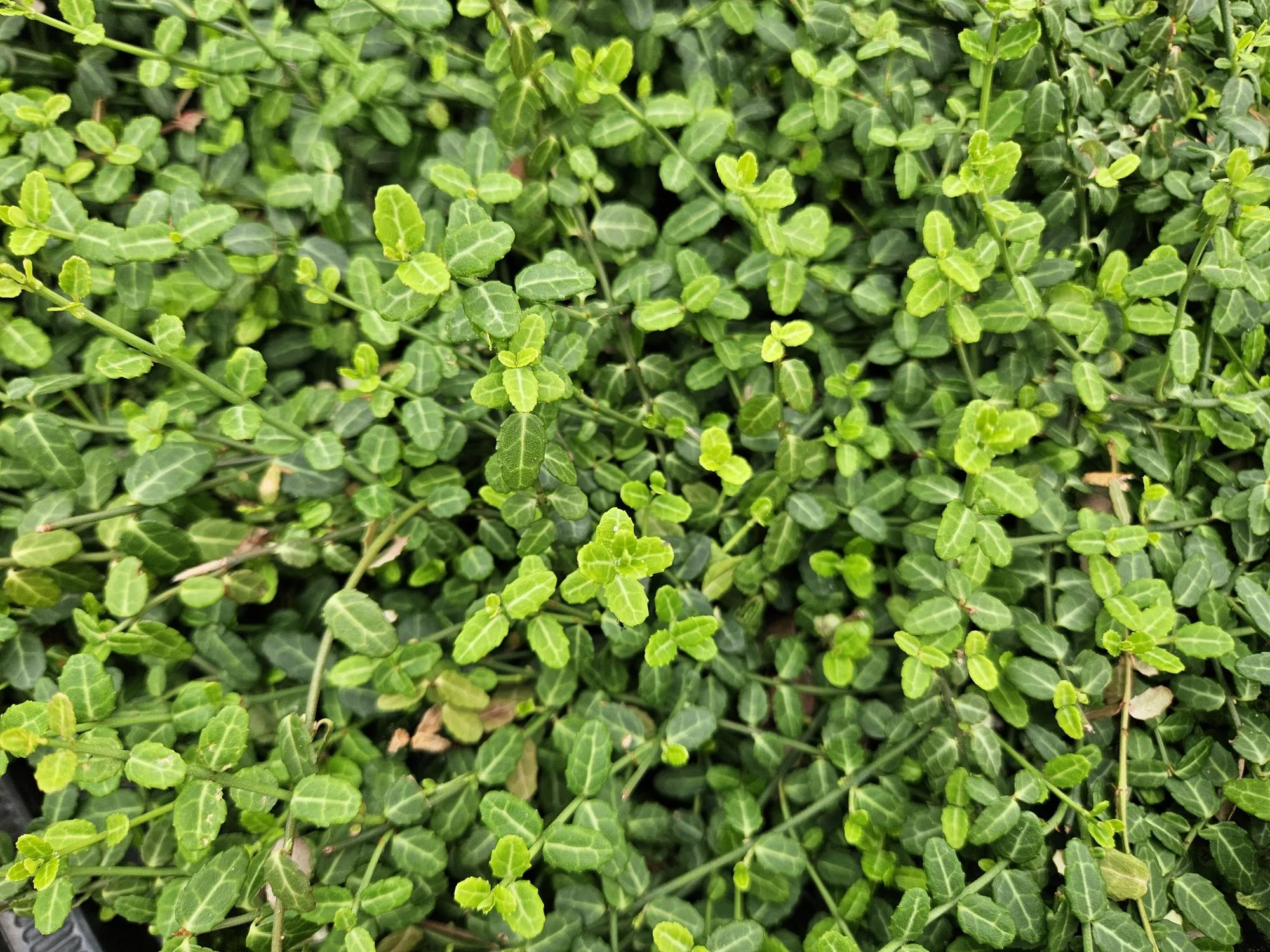 24x Zwergspindelstrauch - Euonymus fort. 'Minimus' | 10-25cm | Ø9cm