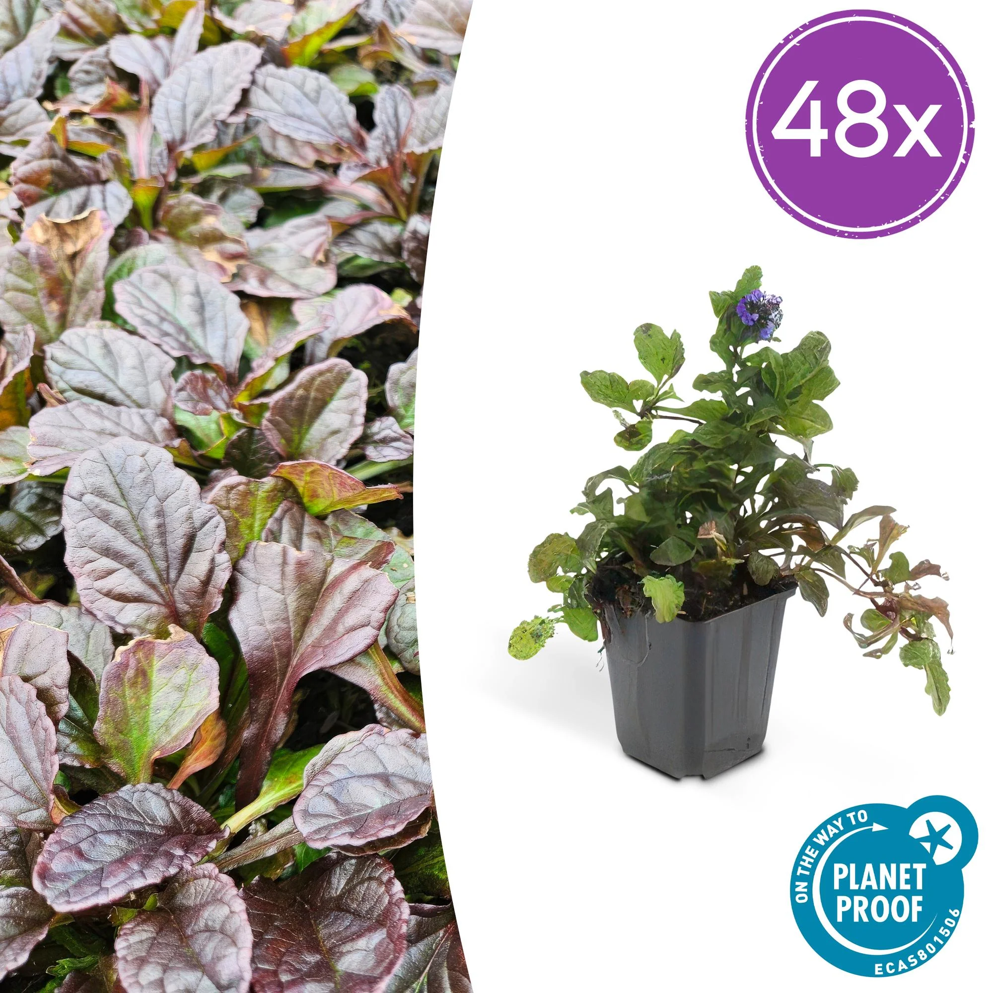 48x Kriechender Günsel - Ajuga reptans | 10-25cm | Ø9cm