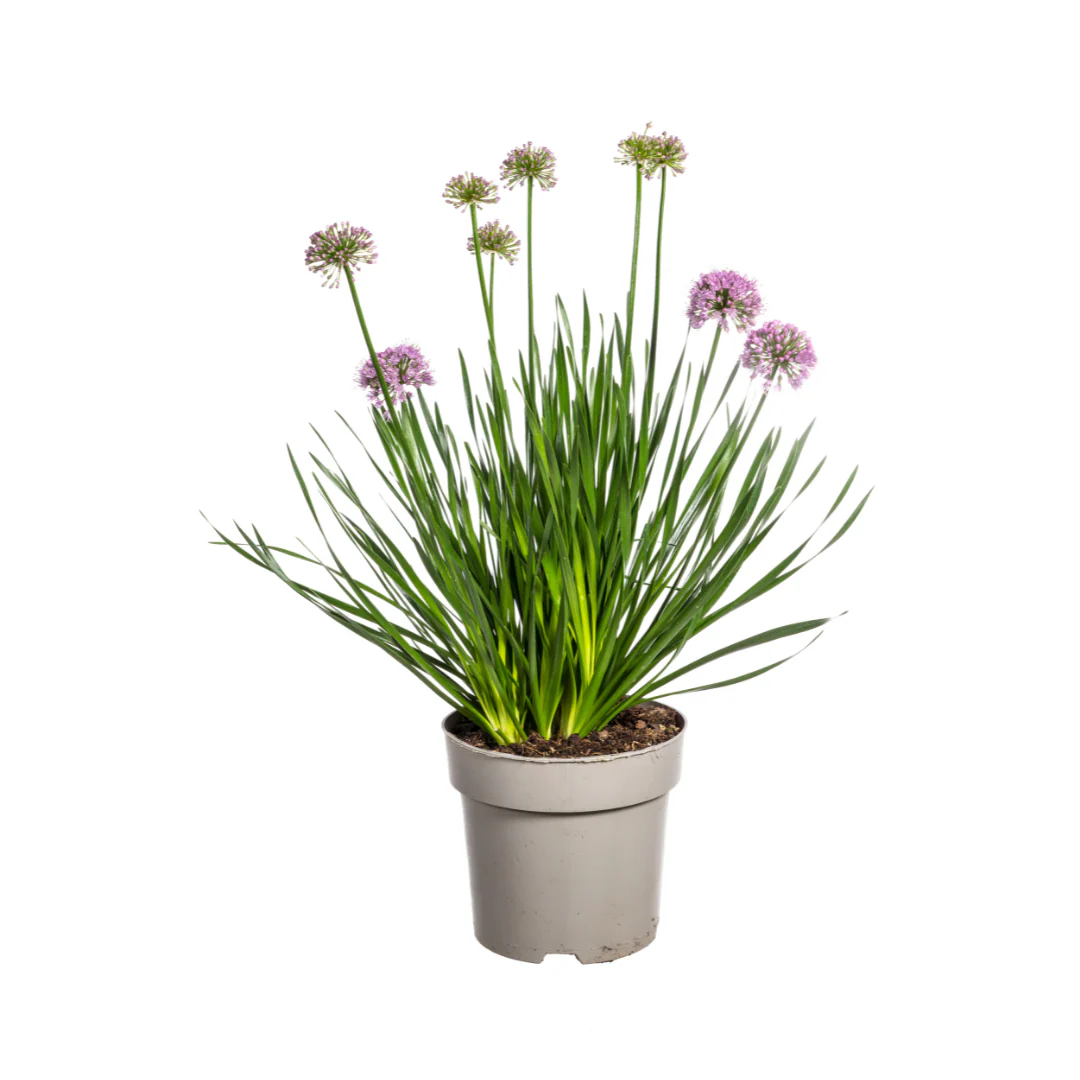 Ausdauernder Zierlauch - Allium senescens Millenium | 60 cm | Ø19 cm