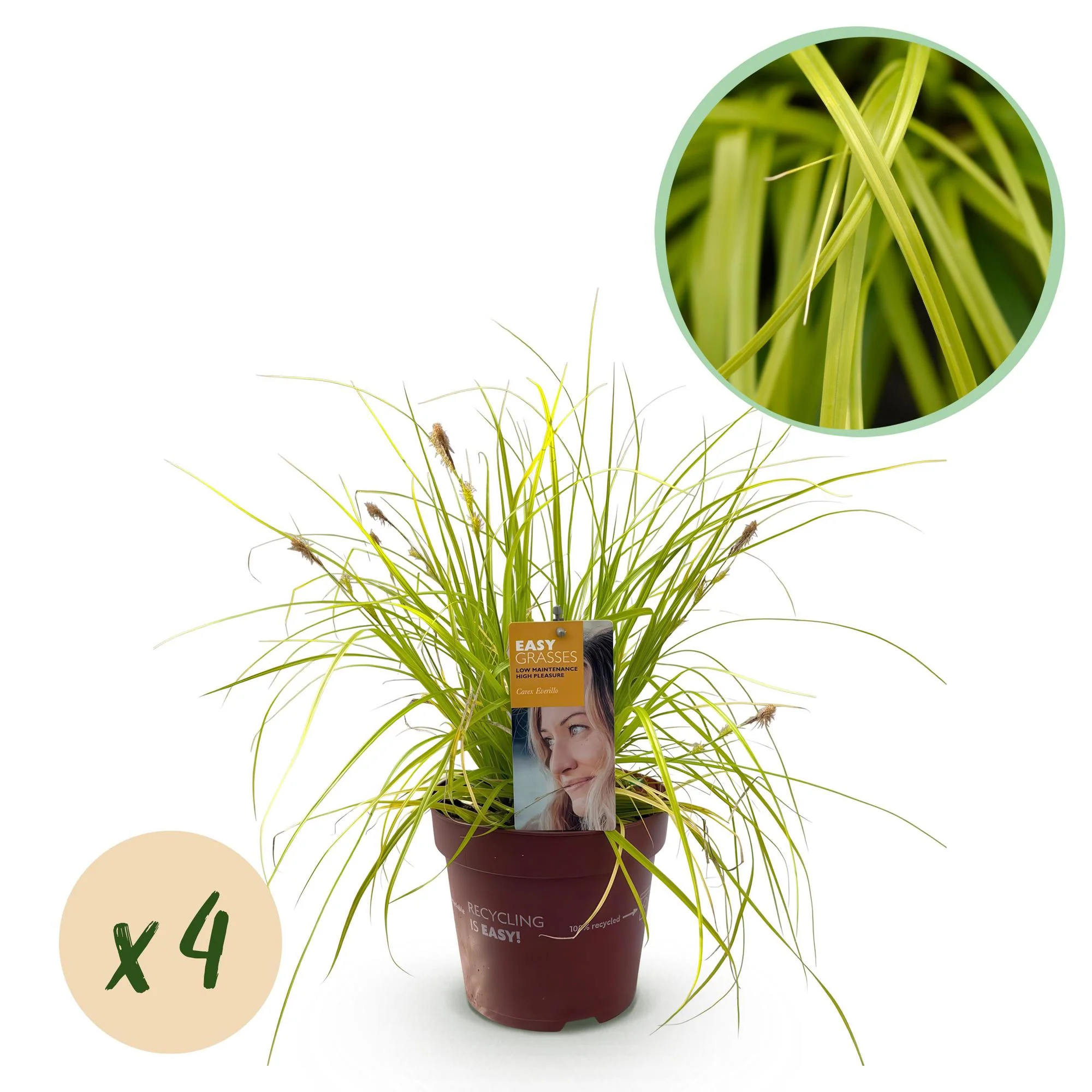 4x Japan-Segge - Carex oshimensis Everillo | 50 cm | Ø17 cm