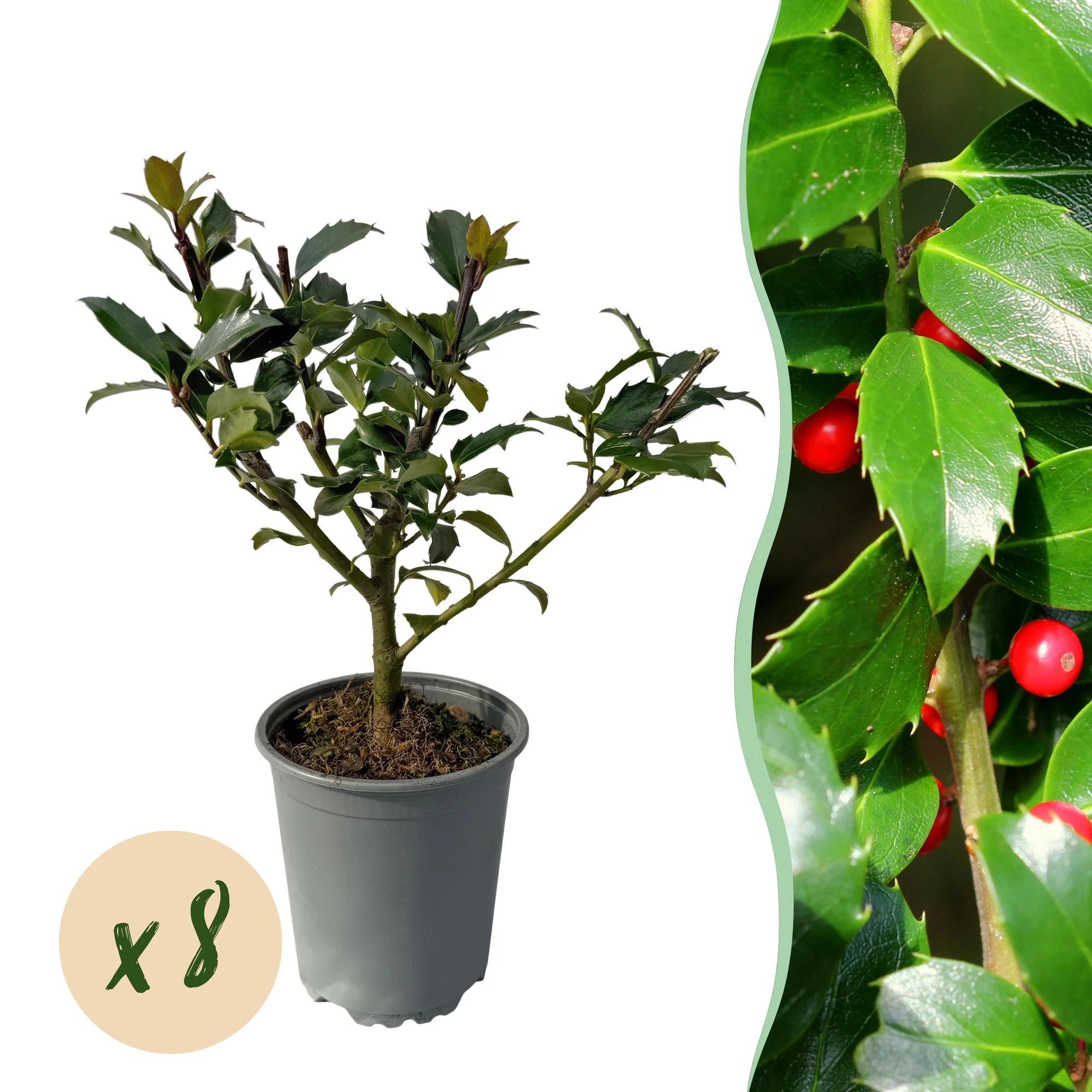 8x Stechpalme Ilex - Ilex Blue maid | 8 Pflanzen - 1 laufender Meter | Topf 9cm - Höhe 25-30cm