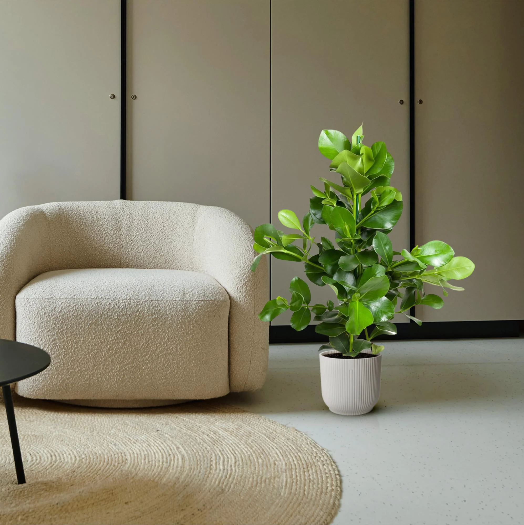 Clusia Rosea - Balsamapfel | 100 cm | Ø24 cm