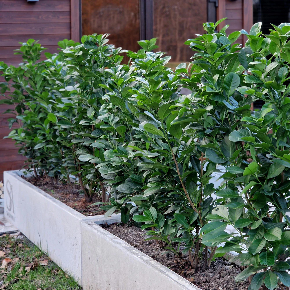 Kirschlorbeer: Wie groß er wird und wie viele Pflanzen du für eine Hecke brauchst