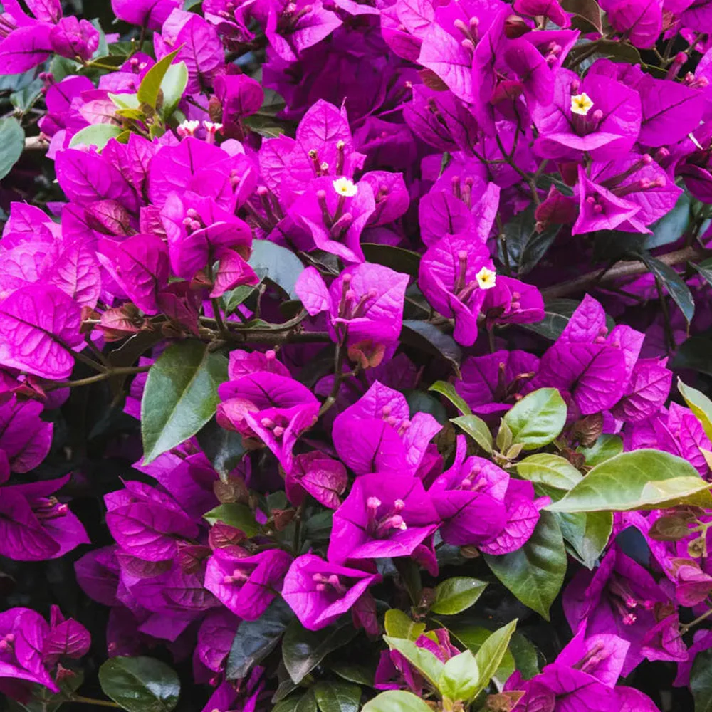 Bougainvillea – alles, was du wissen musst über die farbenfrohe Drillingsblume
