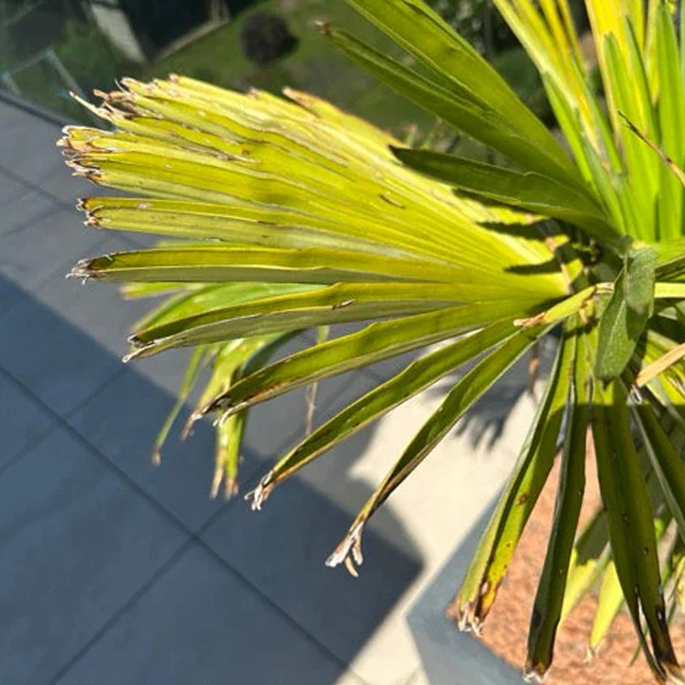 Meine Palme bekommt braune Blätter – was kann ich tun?