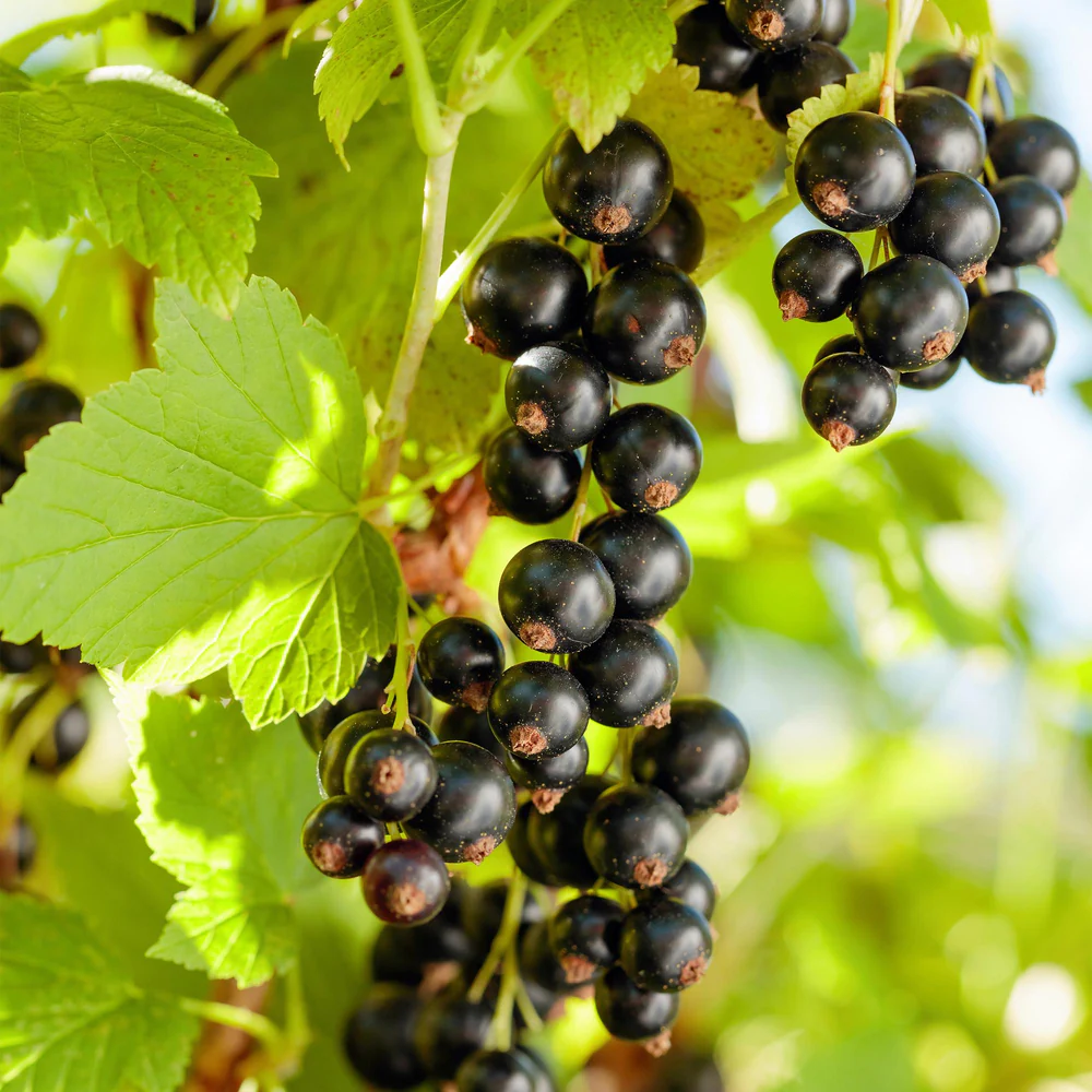 Wann pflanzt man schwarze Johannisbeeren – und andere Beerensträucher?