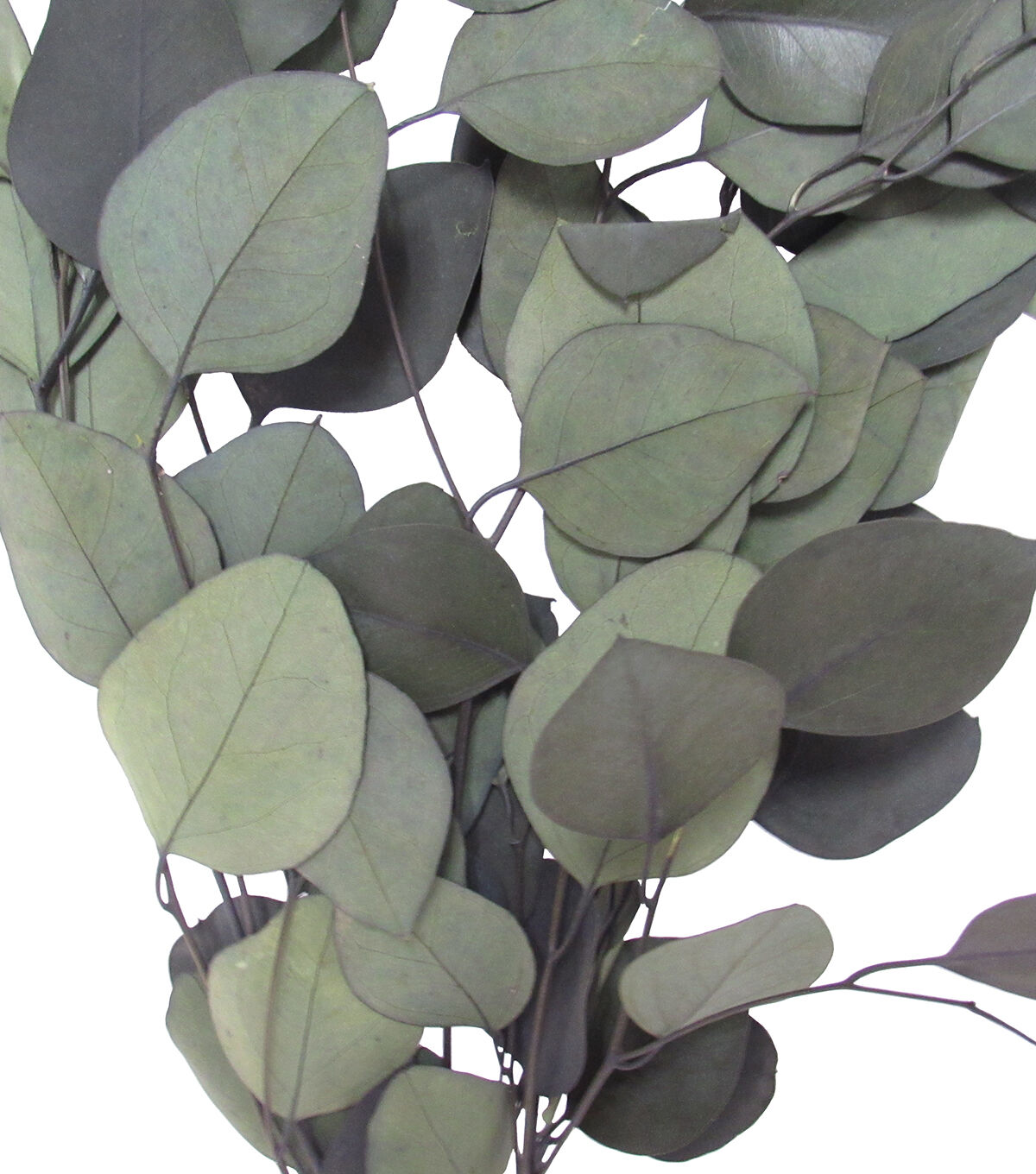 17 Dried Eucalyptus Populus Bouquet by Bloom Room