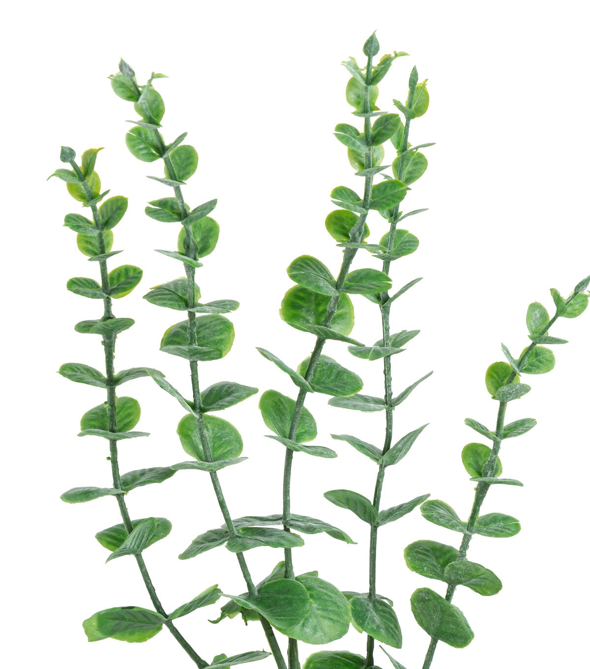 28 Dark Green Eucalyptus Stem by Bloom Room