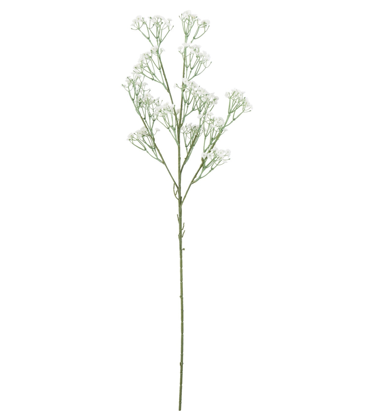 30 White Baby's Breath Stem by Bloom Room