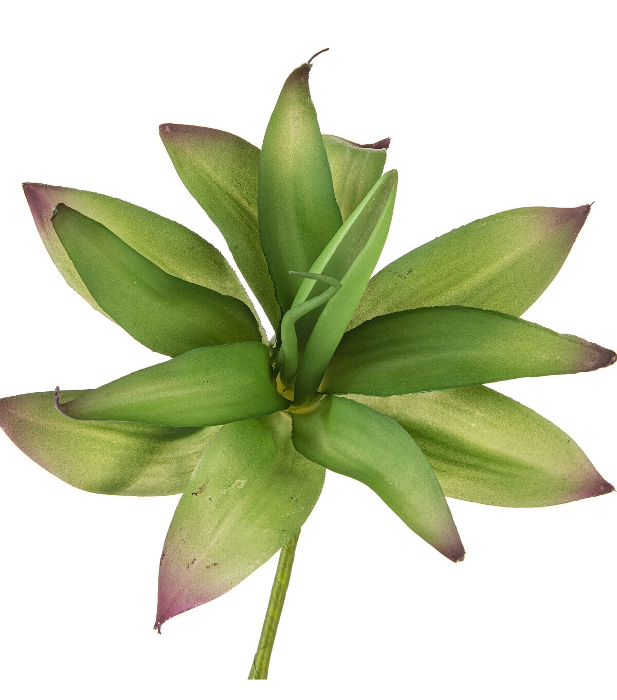 12 Aloe Vera Pick by Bloom Room