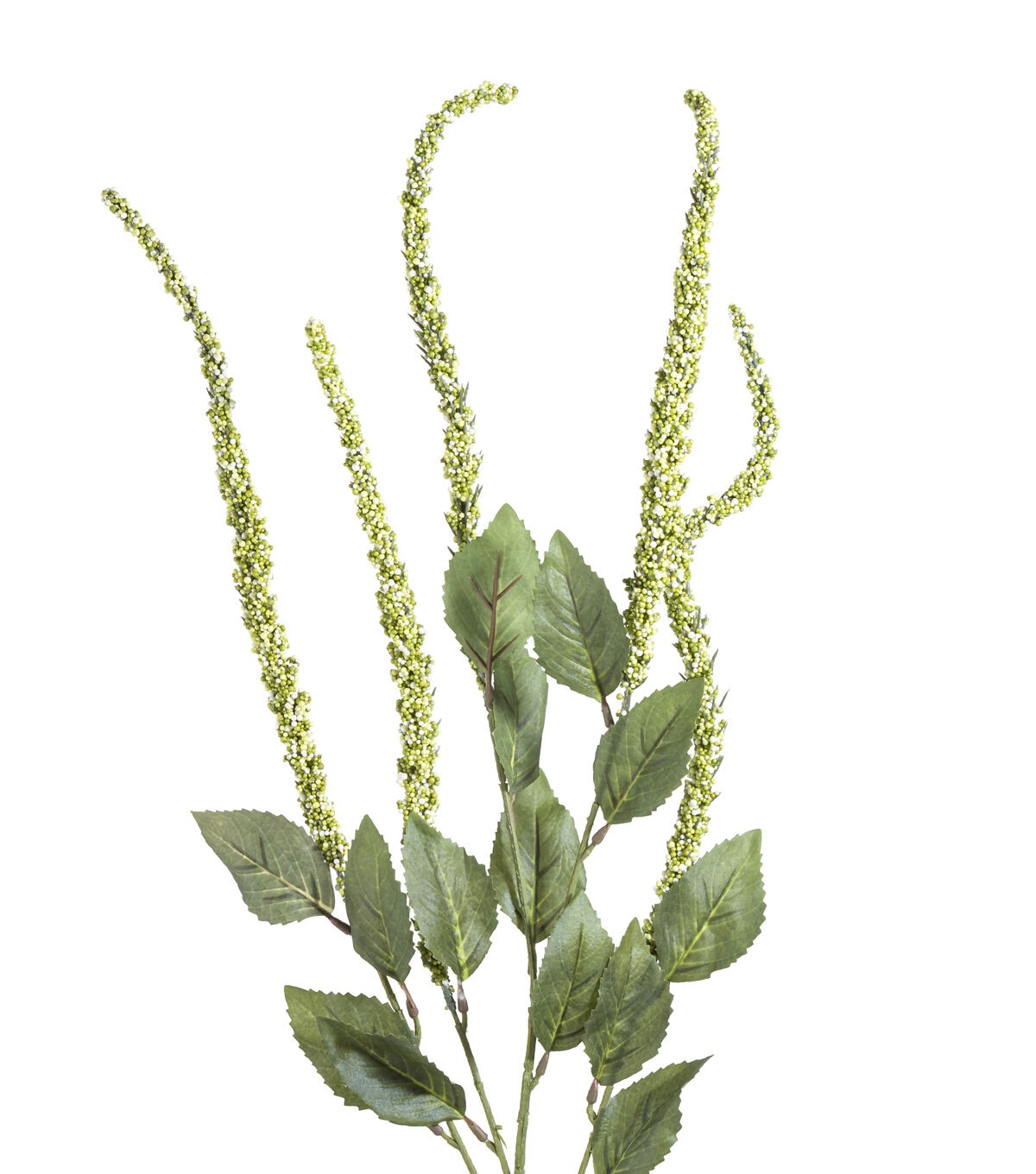 30 Green Amaranthus Stem by Bloom Room