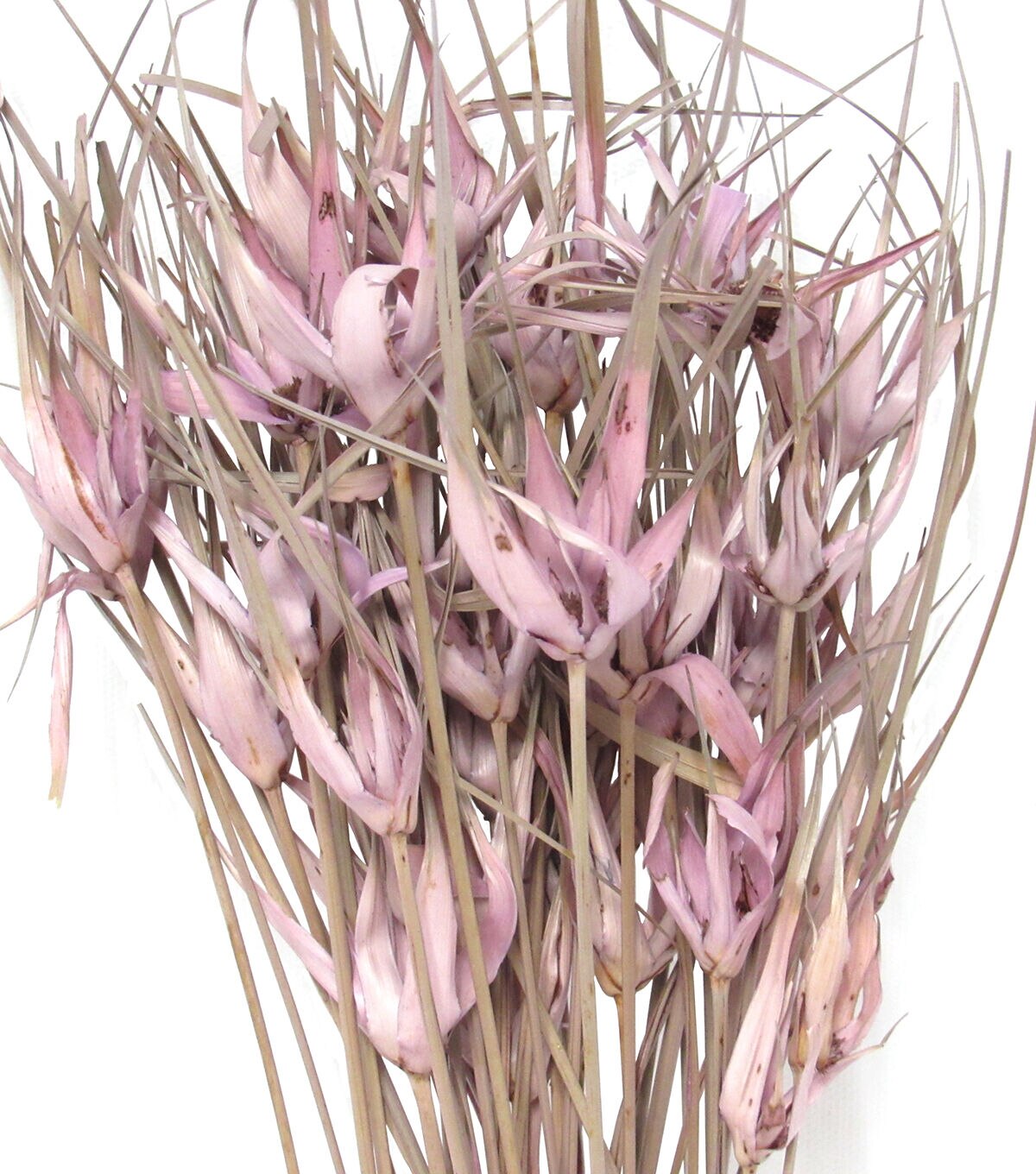 28 Lavender Dried Star Grass Bouquet by Bloom Room