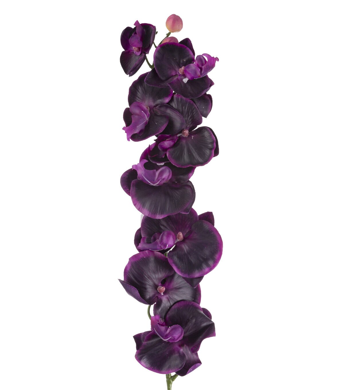 35 Purple Phalaenopsis Stem by Bloom Room