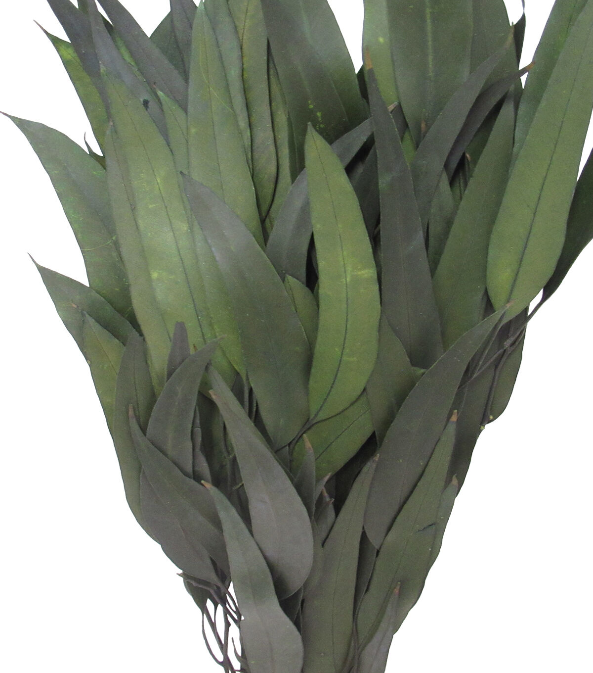 19 Dried Eucalyptus Leaves Bouquet by Bloom Room