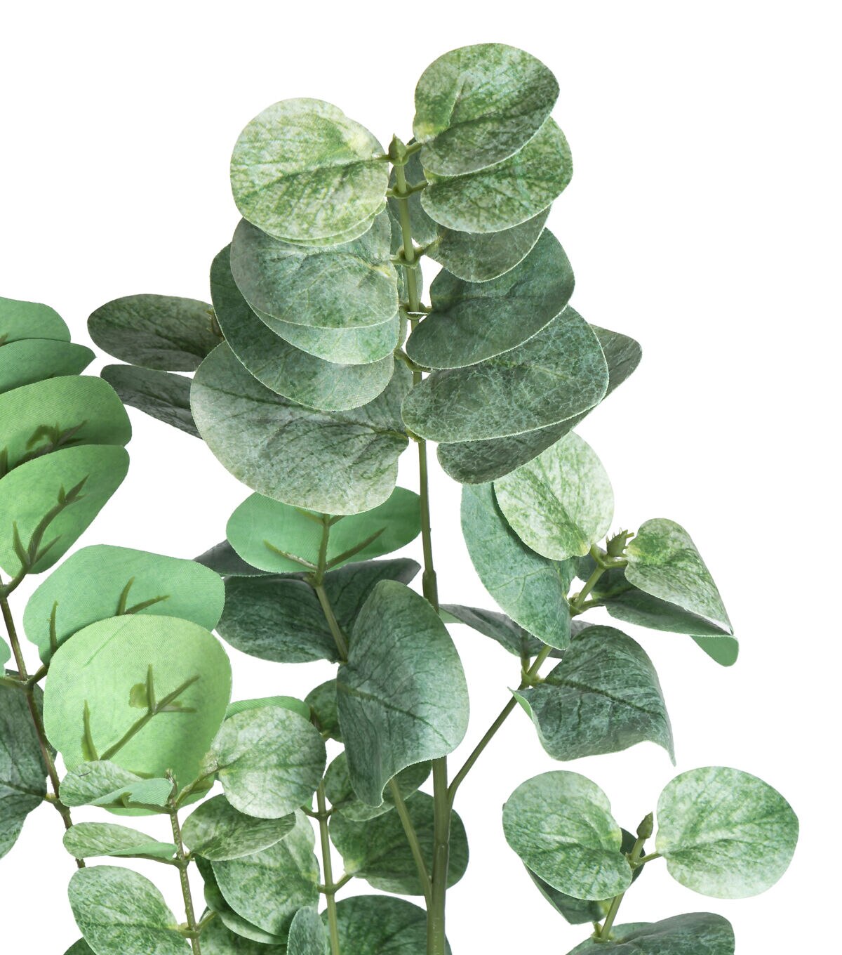 34 Green Eucalyptus Stem by Bloom Room