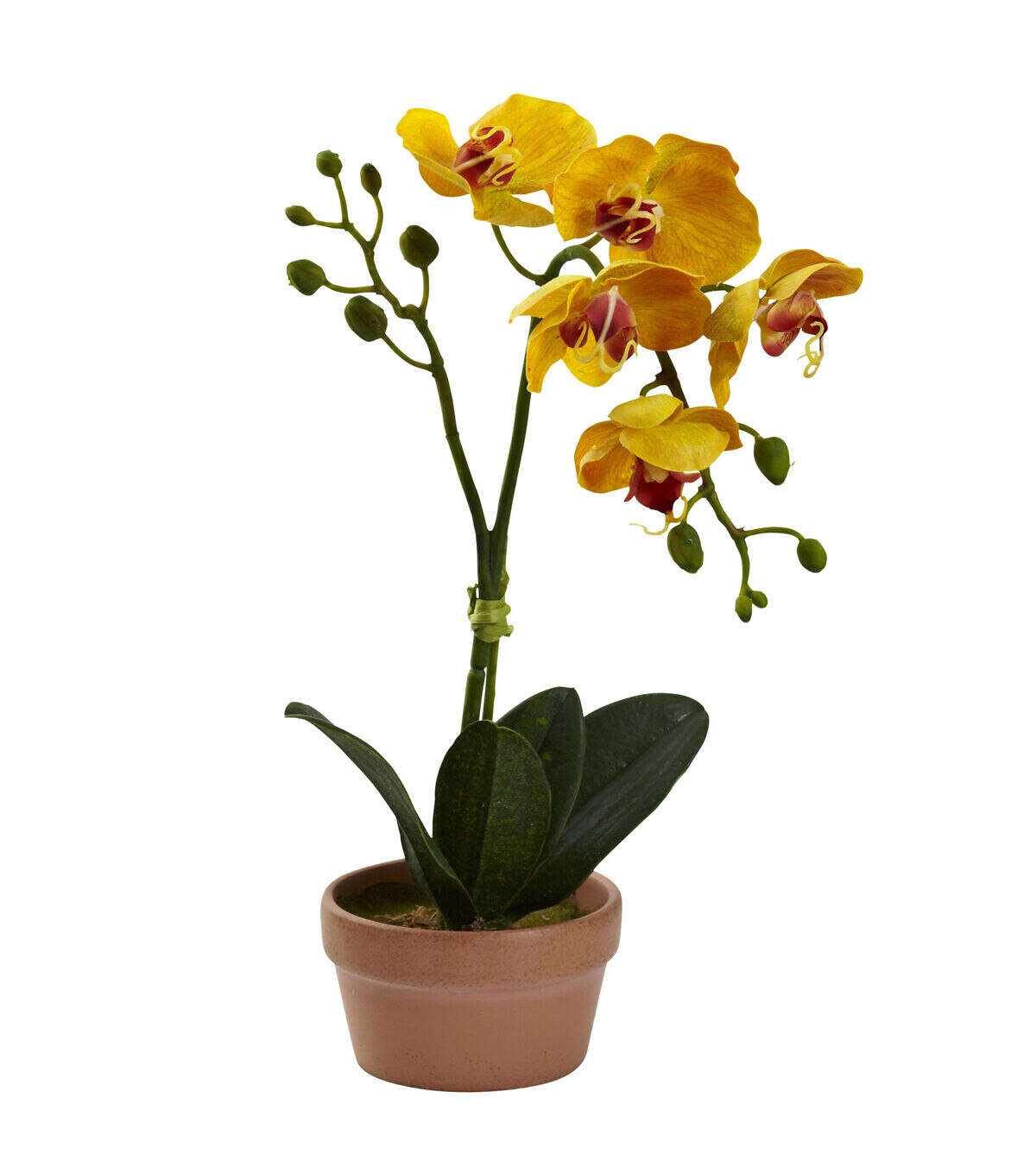Nearly Natural Phalaenopsis Orchid with Clay Vase